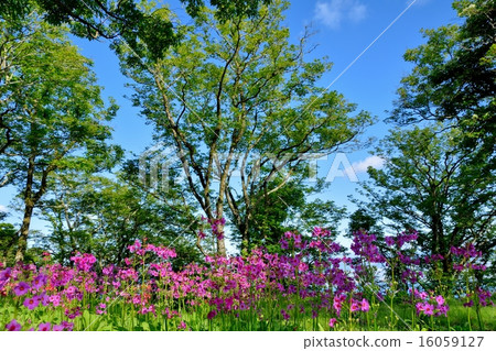 Clinic community native to the Hira mountain system Clinic community native to the Hira mountain system 16059127