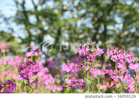 Clinic community native to the Hira mountain system Clinic community native to the Hira mountain system 16059129