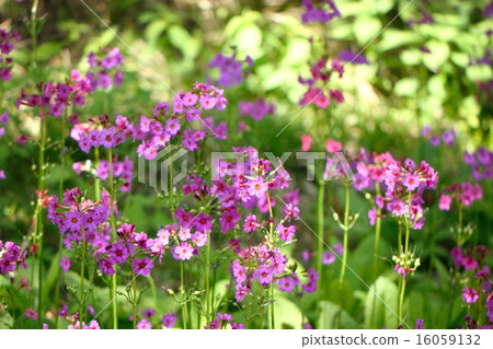 Clinic community native to the Hira mountain system 16059132