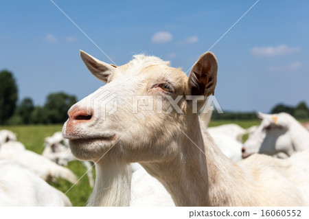Goats Goats 16060552