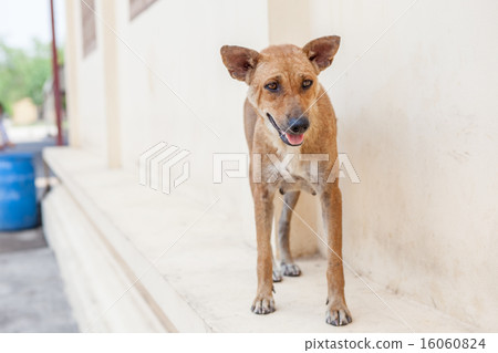 street dog street dog 16060824