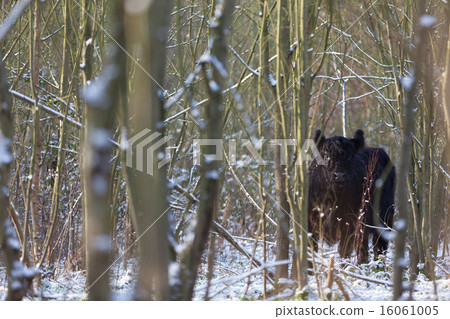 galloway galloway 16061005