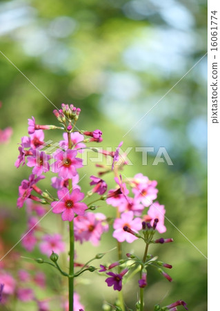 Close-up of the petals of Argentina growing naturally in the Hirayama mountain range 16061774