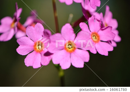 Close-up of the petals of Argentina growing naturally in the Hirayama mountain range 16061780