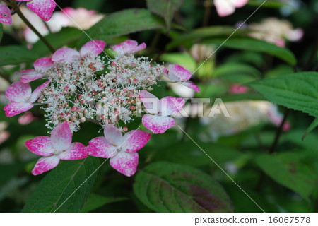 Yamazushai Krenai Yamazushai Krenai 16067578