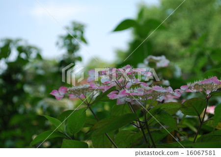 Yamazushai Krenai 16067581