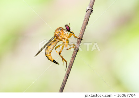 .Robber fly, Asilidae Machimus holding .Robber fly, Asilidae Machimus holding 16067704