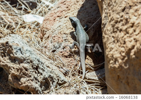 Lizard or lacertian reptile Lizard or lacertian reptile 16068138