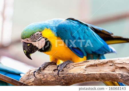 Blue and Gold or yellow Macaw parrot 16068143