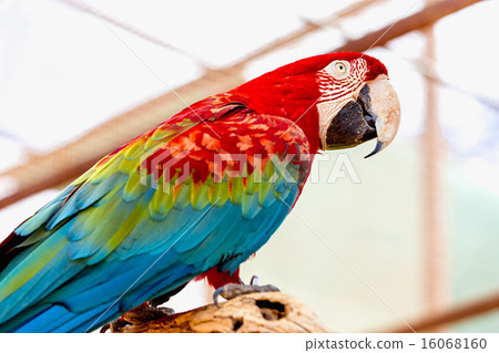 Red Macaw or Ara cockatoos parrot 16068160