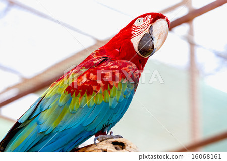 Red Macaw or Ara cockatoos parrot 16068161
