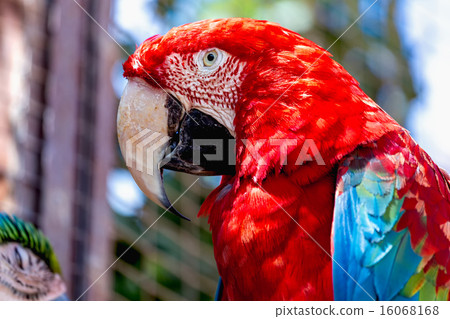 Red Macaw or Ara cockatoos parrot closeup 16068168