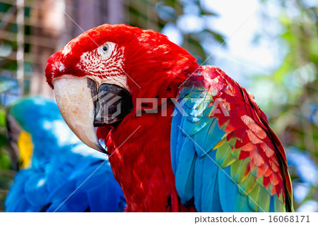 Red Macaw or Ara cockatoos parrot closeup 16068171