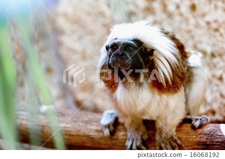 Monkey titi cotton-top tamarin Monkey titi cotton-top tamarin 16068192