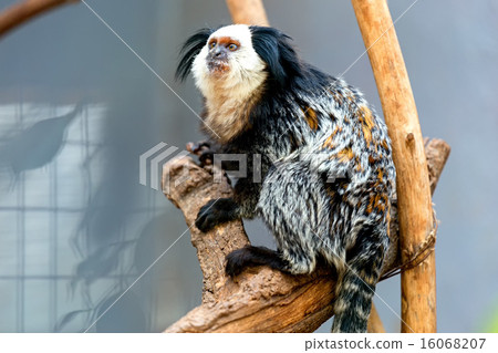 Monkey white-faced capuchin 16068207