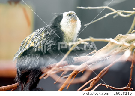 Monkey white-faced capuchin 16068210