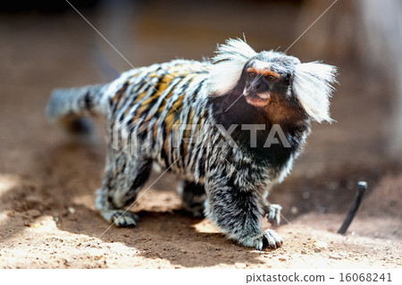 Monkey white tufted marmoset 16068241