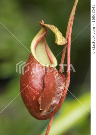 Close up of the nepenthes 16068543