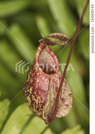 Close up of the nepenthes Close up of the nepenthes 16068544
