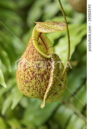 Close up of the nepenthes 16068545