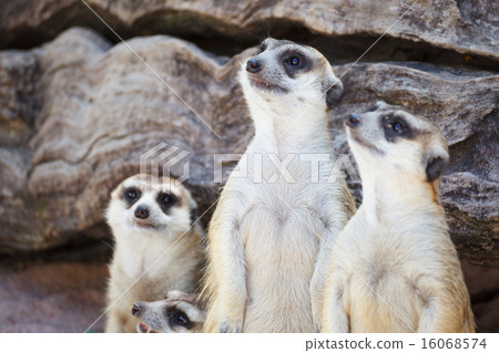 alert meerkat standing and looking around alert meerkat standing and looking around 16068574