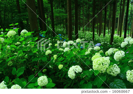 Ichinoseki Michinokuku繡球花園 16068667