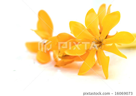 yellow gardenia flower, Gardenia carinata Wallich yellow gardenia flower, Gardenia carinata Wallich 16069073