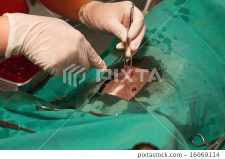 Animal surgery 16069114