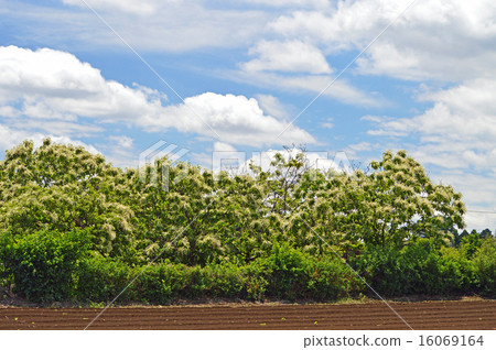 Chestnut flower <Summer season word> 16069164