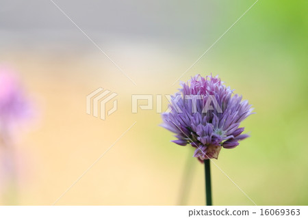 Chive flowers 16069363