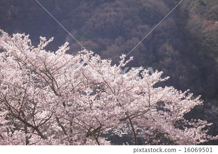 櫻花 16069501