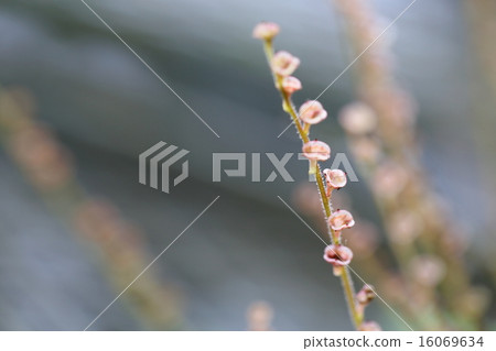 Toshanokarumerso的花 16069634