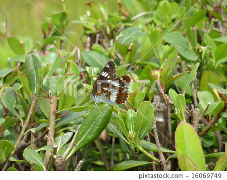 Asamama Ichimonji 16069749