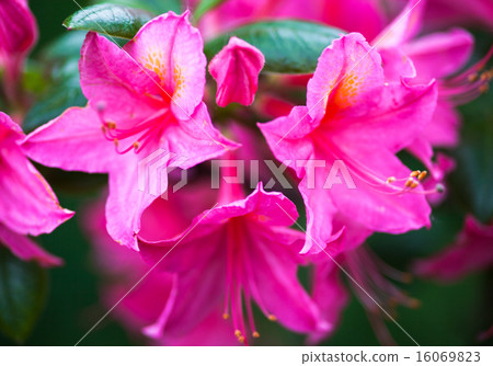 Rhododendron pink flowers 16069823