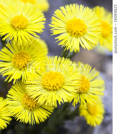 Yellow coltsfoot flowers (Tussilago farfara) 16069825