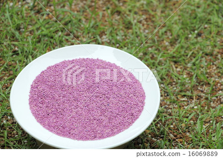 Lawn seed (Bermuda Grass · Riviera) 16069889