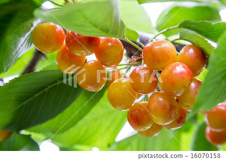 Cherry hunting Cherry hunting 16070158