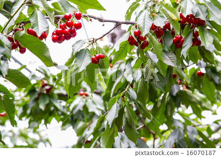 Cherry hunting Cherry hunting 16070187