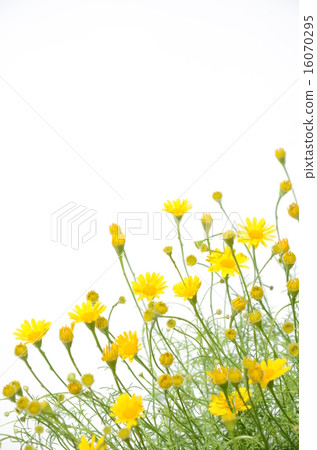 Cute flower blooming Dysodia 16070295