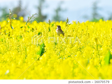 Rape flowers and Hoakka 1 16070579