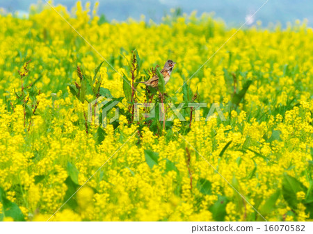 Rape flower and Hoaka 4 16070582