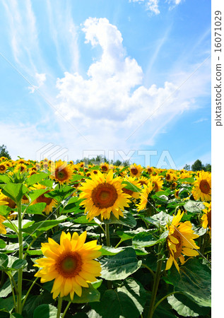 Seasonal Ayana Hill Sunflower Seasonal Ayana Hill Sunflower 16071029