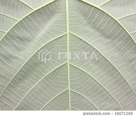 leaves 16071288