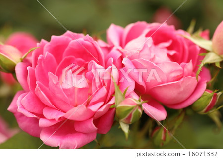 Awaji farm park rose of England's hill Awaji farm park rose of England's hill 16071332