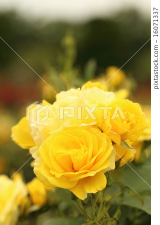 Awaji farm park rose of England's hill Awaji farm park rose of England's hill 16071337