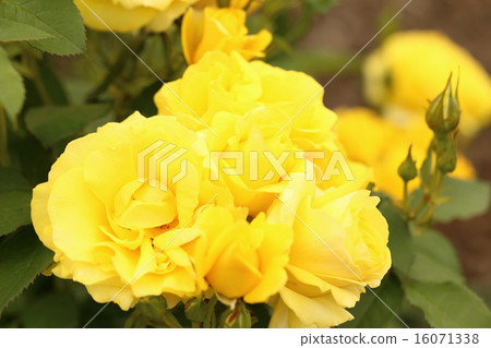 Awaji farm park rose of England's hill Awaji farm park rose of England's hill 16071338