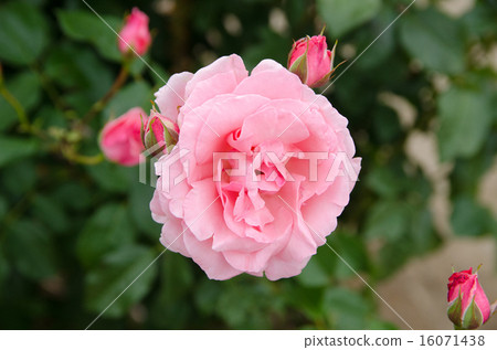 玫瑰女王伊麗莎白 16071438