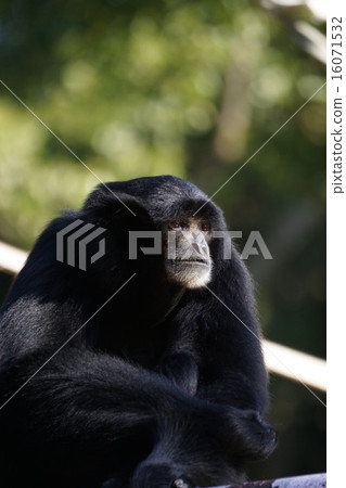 飛翔的長臂猿 16071532