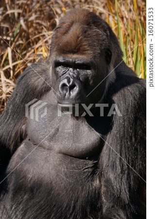 Nishi Roland大猩猩 16071533