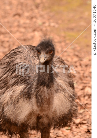 Emu 6 Emu 6 16071540